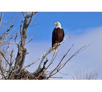 OZLHSP jigsaw puzzle for 500 piece Bald Eagle Hawk Animal 52x38cm