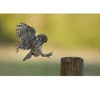 OZLHSP jigsaw puzzle for 500 piece Owls Little Animal 52x38cm