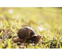 OZLHSP jigsaw puzzle for 500 piece Snails Animals 52x38cm