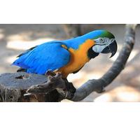 OZLHSP jigsaw puzzle for adults 1000 piece Macaw Parrots Animals 75x50cm