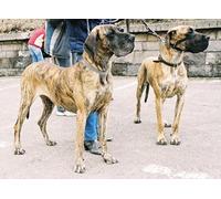 OZLHSP jigsaw puzzle for adults 1500 piece Great Dane Animal 87x57cm