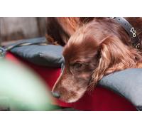 OZLHSP jigsaw puzzle for adults 1500 piece Irish Setter Animals 87x57cm