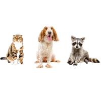 OZLHSP jigsaw puzzle for adults 1500 piece Raccoons Spaniel Cats Animal 87x57cm