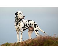 OZLHSP jigsaw puzzle for adults 500 piece Dalmatian Animals 52x38cm