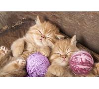 OZLHSP jigsaw puzzle for adults 500 pieces Kitten Fluffy Animals 52x38cm