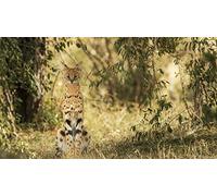 OZLHSP jigsaw puzzle for adults 500 pieces Serval Big Cats Animal 52x38cm