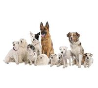 OZLHSP jigsaw puzzle for kids 1500 piece Shepherds Border Collie Miniature Schnauzer 87x57cm