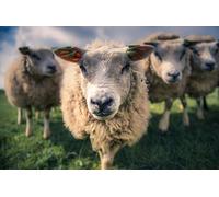 OZLHSP jigsaw puzzle for kids 500 piece Sheep Animal 52x38cm