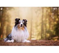 OZLHSP jigsaw puzzle for kids 500 piece Shetland Sheepdog Animal 52x38cm