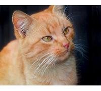 OZLHSP jigsaw puzzle frame 1000 pieces Animals 75x50cm