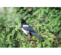 OZLHSP jigsaw puzzle frame 1000 pieces Animals Magpie 75x50cm