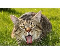 OZLHSP jigsaw puzzle frame 1000 pieces Cat Animals 75x50cm