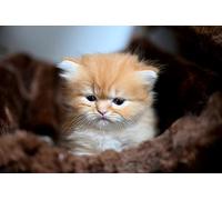 OZLHSP jigsaw puzzle frame 1000 pieces Kittens Animals 75x50cm