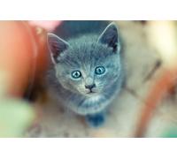 OZLHSP jigsaw puzzle frame 1000 pieces Kittens Animals 75x50cm