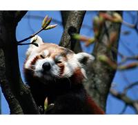 OZLHSP jigsaw puzzle frame 1000 pieces Red Panda Animals 75x50cm