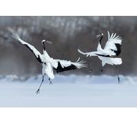 OZLHSP jigsaw puzzle frame 1000 pieces Storks Animals 75x50cm