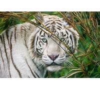 OZLHSP jigsaw puzzle frame 1000 pieces Tigers Big Cats Animal 75x50cm