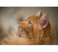 OZLHSP jigsaw puzzle frame 1500 pieces Animals 87x57cm