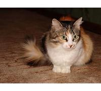 OZLHSP jigsaw puzzle frame 1500 pieces Animals 87x57cm