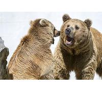 OZLHSP jigsaw puzzle frame 1500 pieces Brown Bears Animals 87x57cm