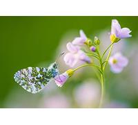 OZLHSP jigsaw puzzle frame 1500 pieces Butterfly Animals 87x57cm