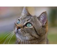 OZLHSP jigsaw puzzle frame 1500 pieces Cat Animals 87x57cm