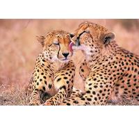 OZLHSP jigsaw puzzle frame 1500 pieces Cheetahs Big Animals 87x57cm