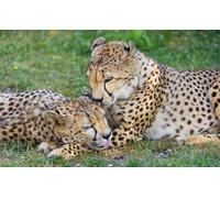 OZLHSP jigsaw puzzle frame 1500 pieces Cheetahs Big Animals 87x57cm
