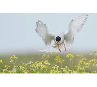 OZLHSP jigsaw puzzle frame 1500 pieces Fish Sterna Animals 87x57cm