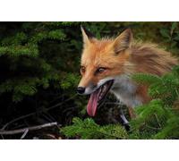 OZLHSP jigsaw puzzle frame 1500 pieces Fox Animals 87x57cm