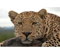 OZLHSP jigsaw puzzle frame 1500 pieces Leopards Big Animals 87x57cm
