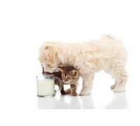 OZLHSP jigsaw puzzle frame 1500 pieces Milk Puppy Kitten Animals 87x57cm