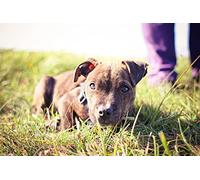 OZLHSP jigsaw puzzle frame 1500 pieces Pitbull Puppies Animals 87x57cm