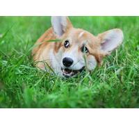 OZLHSP jigsaw puzzle frame 1500 pieces Welsh Corgi Animals 87x57cm