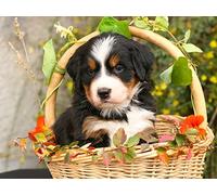 OZLHSP jigsaw puzzle frame 500 pieces Animal Bernese Mountain Dog Puppy 52x38cm