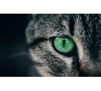 OZLHSP jigsaw puzzle frame 500 pieces Animals 52x38cm