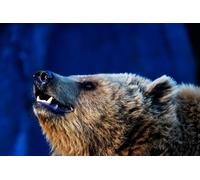 OZLHSP jigsaw puzzle frame 500 pieces Bear Animal 52x38cm