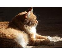 OZLHSP jigsaw puzzle frame 500 pieces Cat Animals 52x38cm