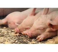 OZLHSP jigsaw puzzle frame 500 pieces Domestic Pig Animals 52x38cm