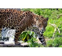 OZLHSP jigsaw puzzle frame 500 pieces Jaguars Big Animals 52x38cm
