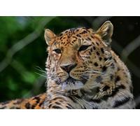 OZLHSP jigsaw puzzle frame 500 pieces Leopards Big Animals 52x38cm