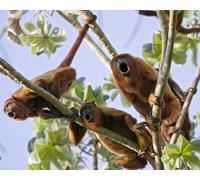 OZLHSP jigsaw puzzle frame 500 pieces Monkey Animal 52x38cm