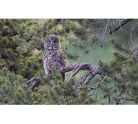 OZLHSP jigsaw puzzle frame 500 pieces Owl Animals 52x38cm