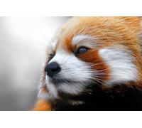 OZLHSP jigsaw puzzle frame 500 pieces Pandas Bear Panda Animals 52x38cm