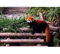 OZLHSP jigsaw puzzle frame 500 pieces Red Panda Bear Animal 52x38cm