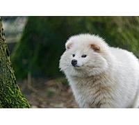 OZLHSP jigsaw puzzle frame 500 pieces Samoyed Animals 52x38cm