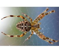 OZLHSP jigsaw puzzle frame 500 pieces Spiders Insects Animals 52x38cm