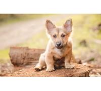 OZLHSP jigsaw puzzle frame 500 pieces Welsh Corgi Puppies Animals 52x38cm