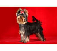 OZLHSP jigsaw puzzle frame 500 pieces Yorkshire Animals 52x38cm