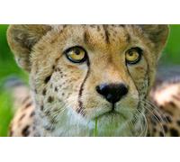 OZLHSP jigsaw puzzle holder 1000 pieces Cheetahs Big Cats 75x50cm